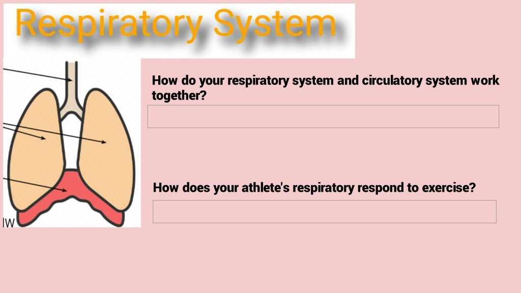 Ppt Respiratory System Ultimate Athlete Homework Q1 Week 5 7th Grade