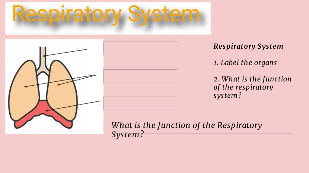 PPT - Respiratory System Ultimate Athlete Homework Q1 Week 5 7th grade ...