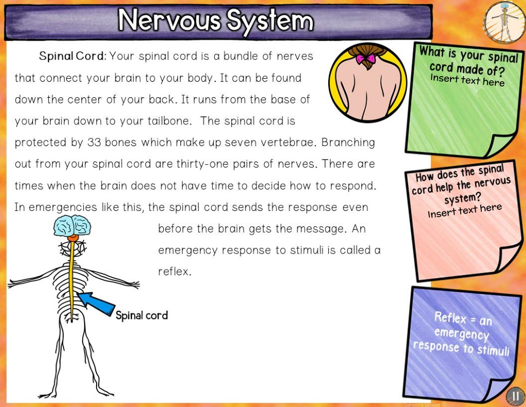 PPT - GROUP B_ NERVES CELLS, BRAIN & SPINAL CORD_ Nervous System 7th ...