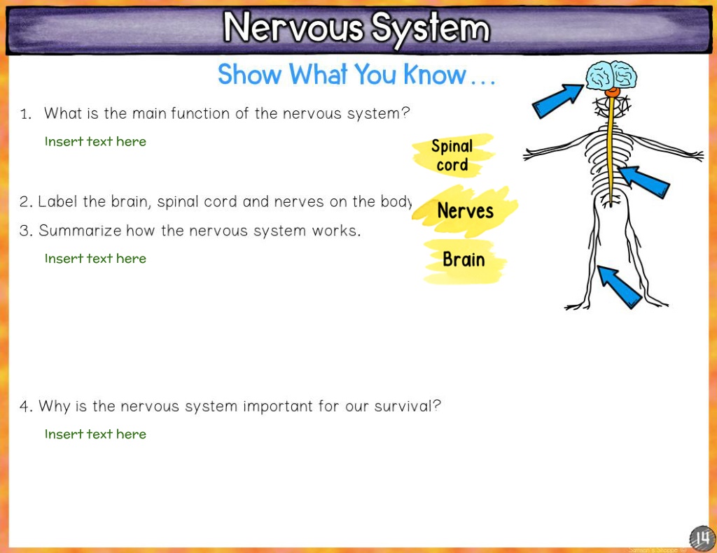 PPT - GROUP B_ NERVES CELLS, BRAIN & SPINAL CORD_ Nervous System 7th ...