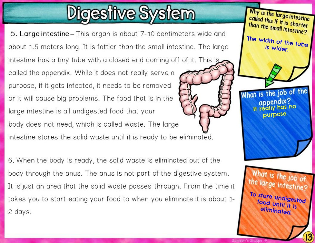 PPT - DIGESTIVE SYSTEM 7th grade science q1 week 9 PowerPoint ...