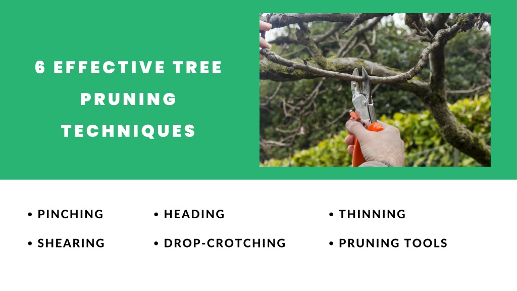 PPT Learn to prune trees in a foolproof way Tree Soldiers Rochester