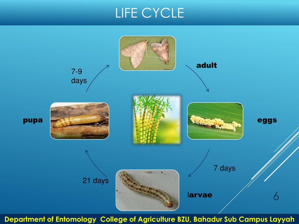 PPT - early shoot borer PowerPoint Presentation, free download - ID ...