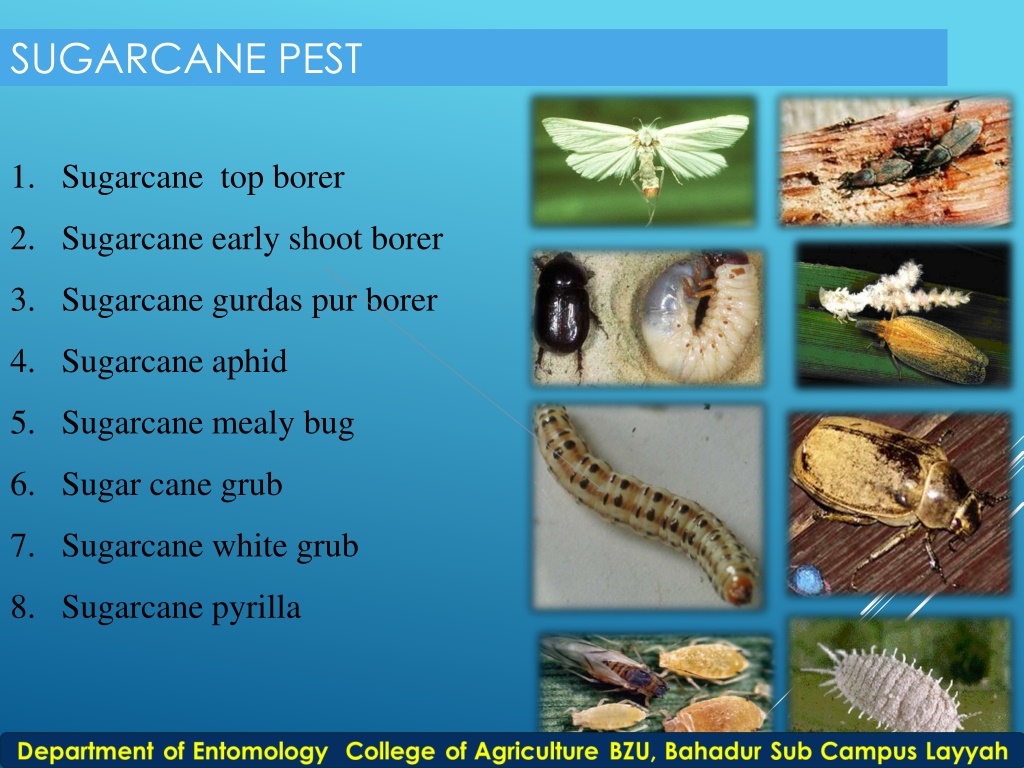 PPT - early shoot borer PowerPoint Presentation, free download - ID ...