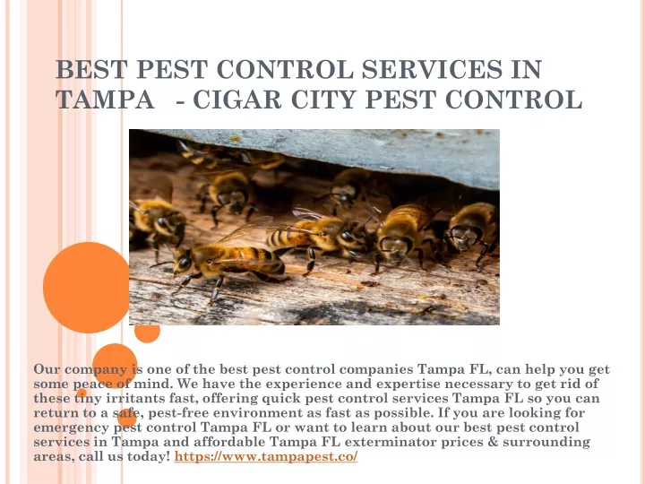 PPT - BEST PEST CONTROL SERVICES IN TAMPA - CIGAR CITY PEST CONTROL ...