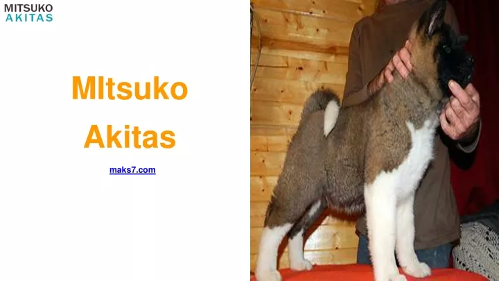 PPT - AKC Akita Puppies Price - MItsuko Akitas PowerPoint Presentation