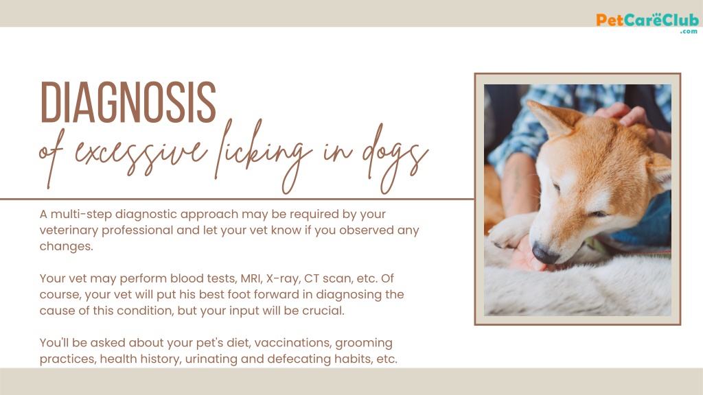 PPT - Is Your Dog Licking Excessively? - Symptoms, Causes, Diagnosis ...