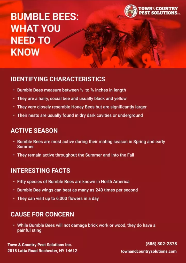 PPT Syracuse commercial pest control Syracuse exterminator