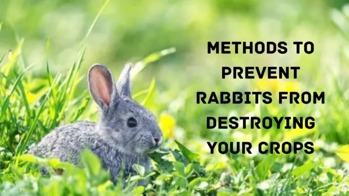 Fresh Look at Ppt Methods To Prevent Rabbits From Destroying Your Crops Powerpoint