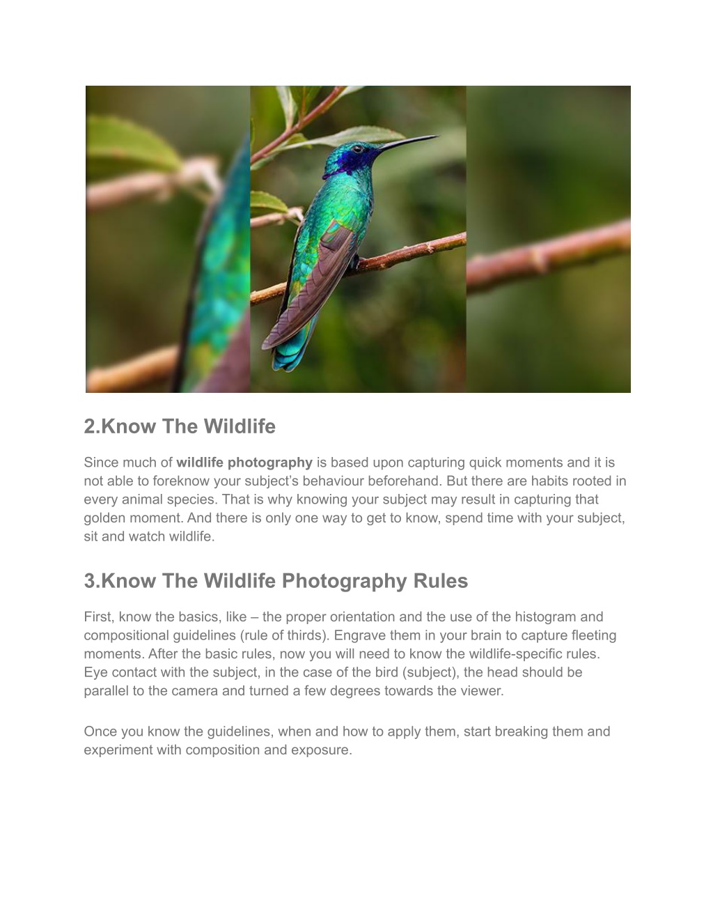 PPT BEST WILDLIFE PHOTOGRAPHY_ TIPS FOR STUNNING RESULTS PowerPoint