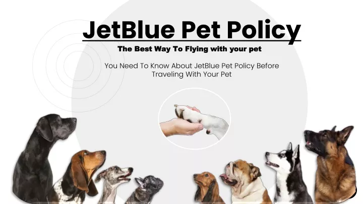 jetblue dog travel requirements