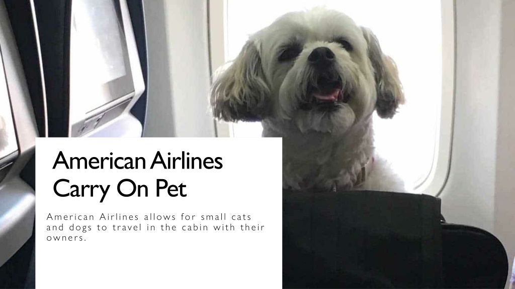 PPT Everything You Need to Know About American Airlines Pet Policy