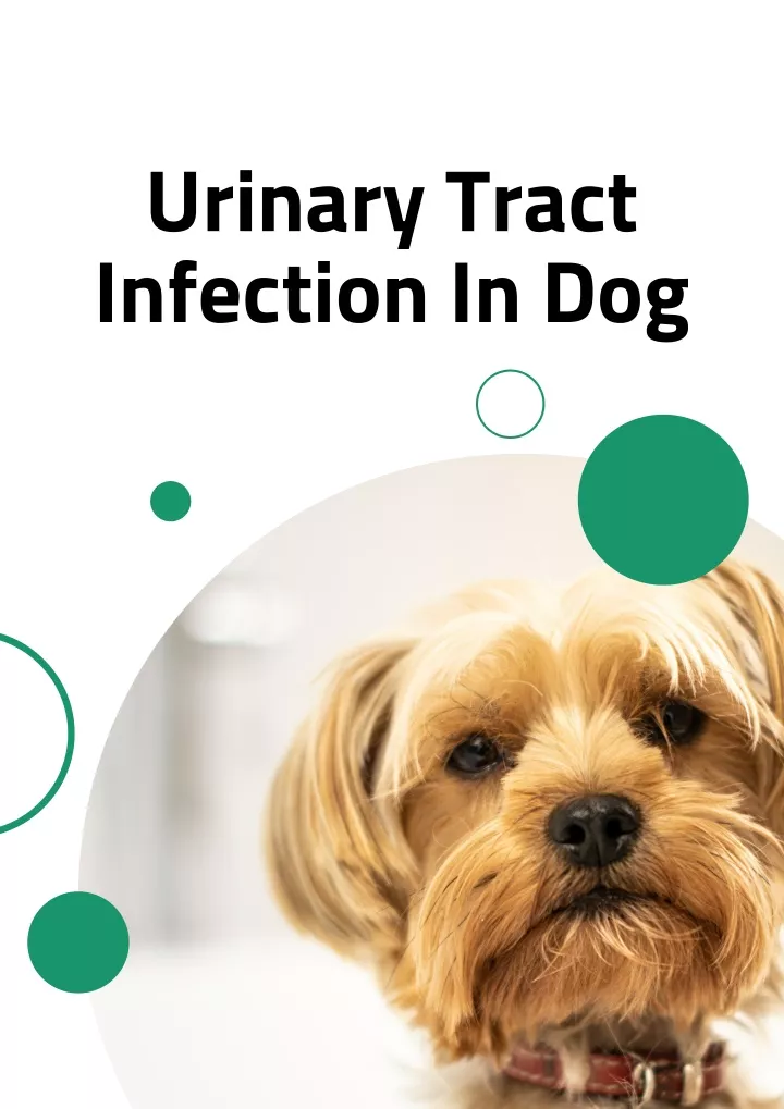 Urinary Tract Infection Symptoms Rash