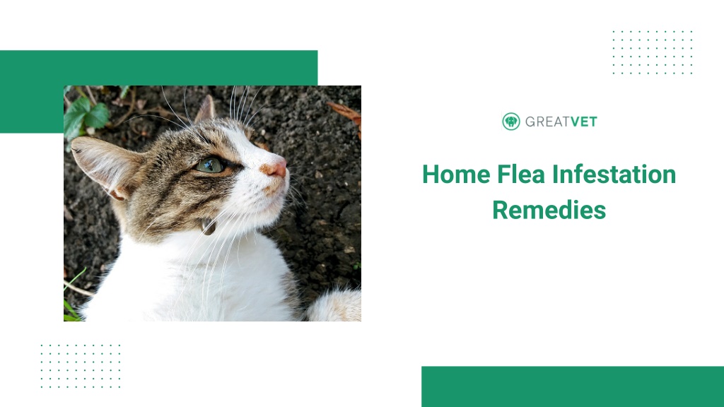 PPT - Home Flea Infestation Remedies PowerPoint Presentation, free ...