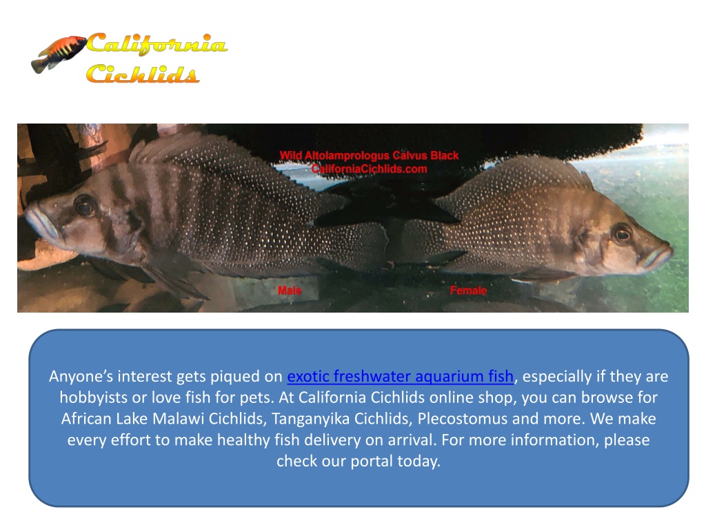 PPT - Exotic Freshwater Aquarium Fish PowerPoint Presentation, free ...