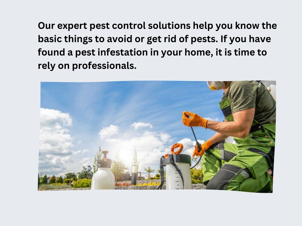 PPT - Why Should You Seriously Consider Pest Control in Brisbane ...