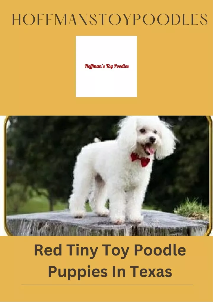 PPT Buy Red Tiny Toy Poodle Puppies In Texas PowerPoint Presentation