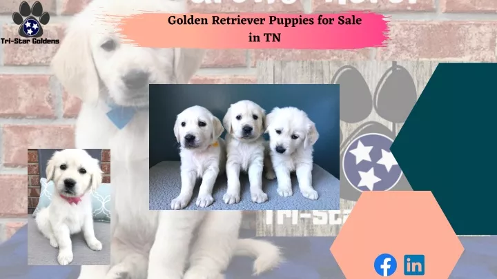 Puppies For Sale Websites Lowest Price Save 50 Jlcatj Gob Mx