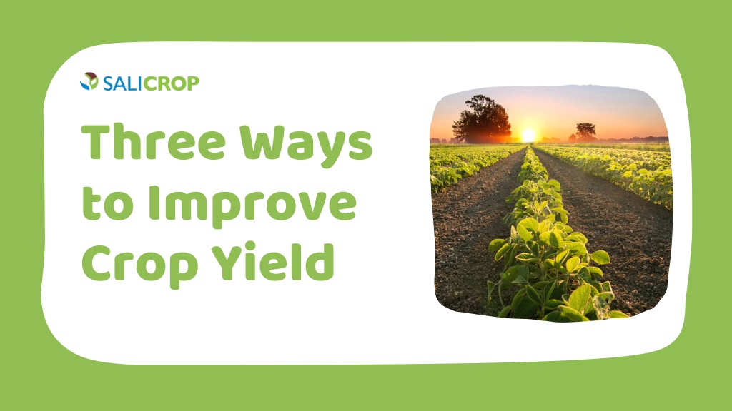 PPT - Three Ways To Improve Crop Yield | SaliCrop PowerPoint ...