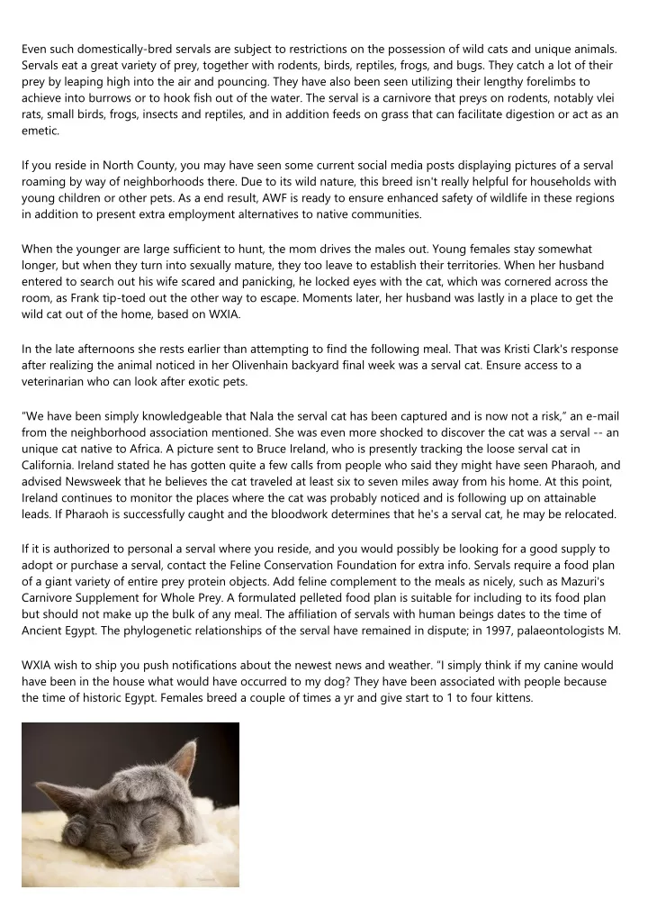 PPT - Spartacus The Serval Cat Found Secure After Escape From Home
