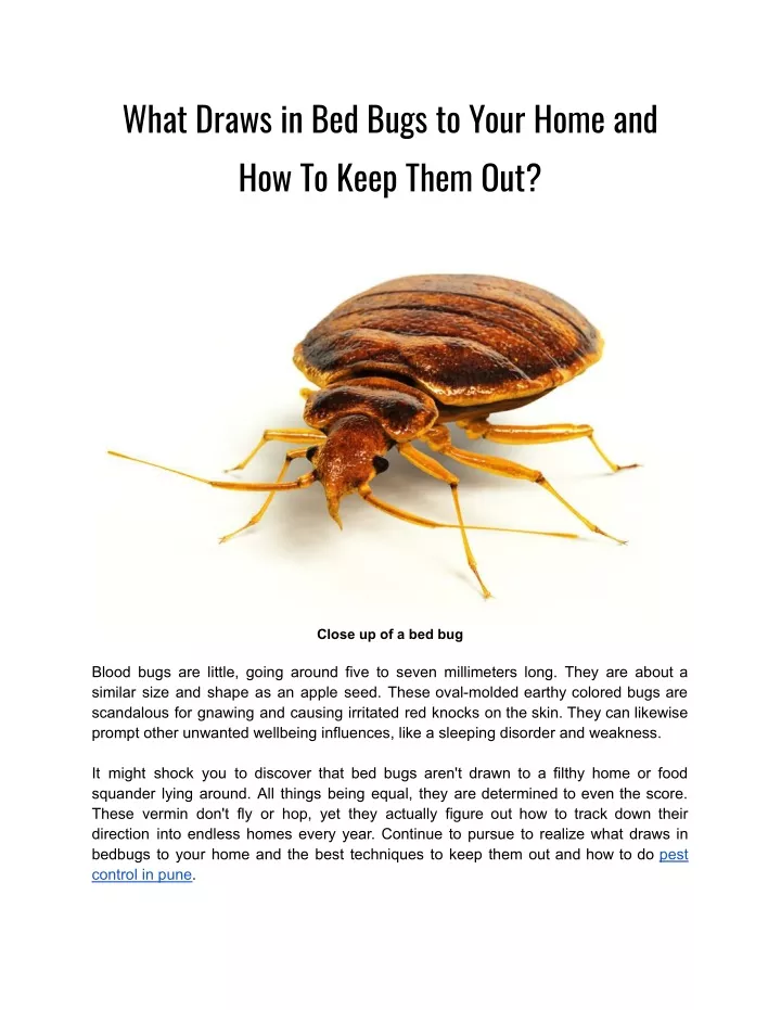 PPT What Draws in Bed Bugs to Your Home and How To Keep Them Out