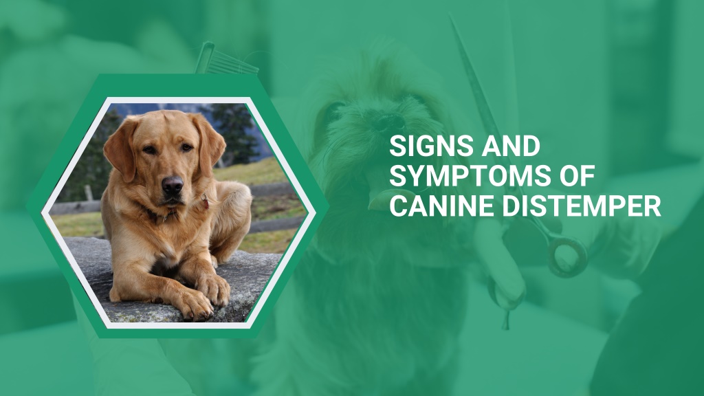 PPT - signs and symptoms of canine distemper (3) PowerPoint ...