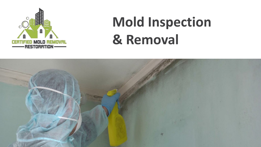 Mold Inspection & Testing