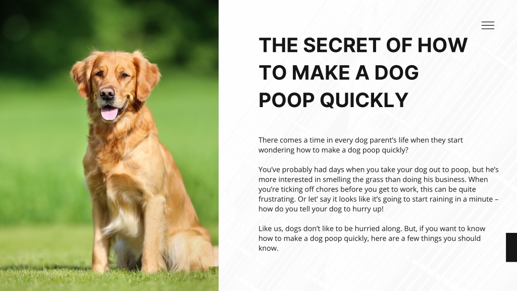 PPT The Secret of How to Make a Dog Poop Quickly PowerPoint