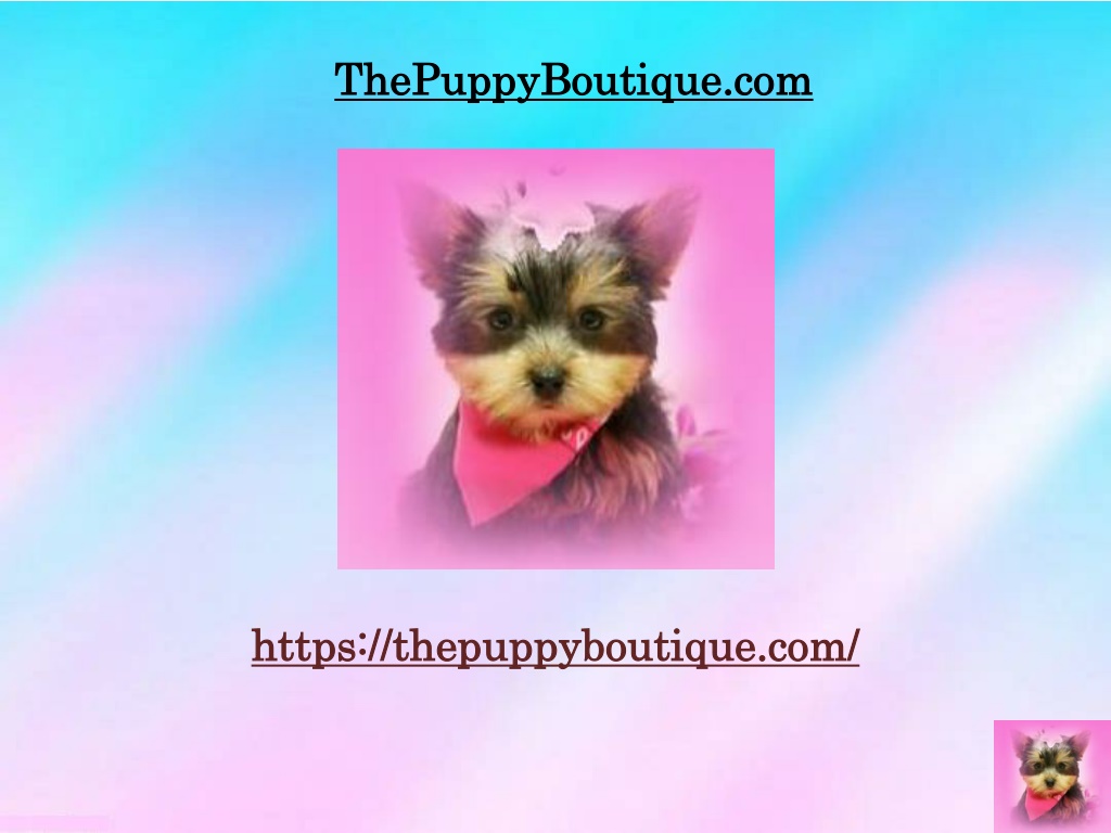 PPT Teacup Yorkie Puppies for Sale New York City PowerPoint
