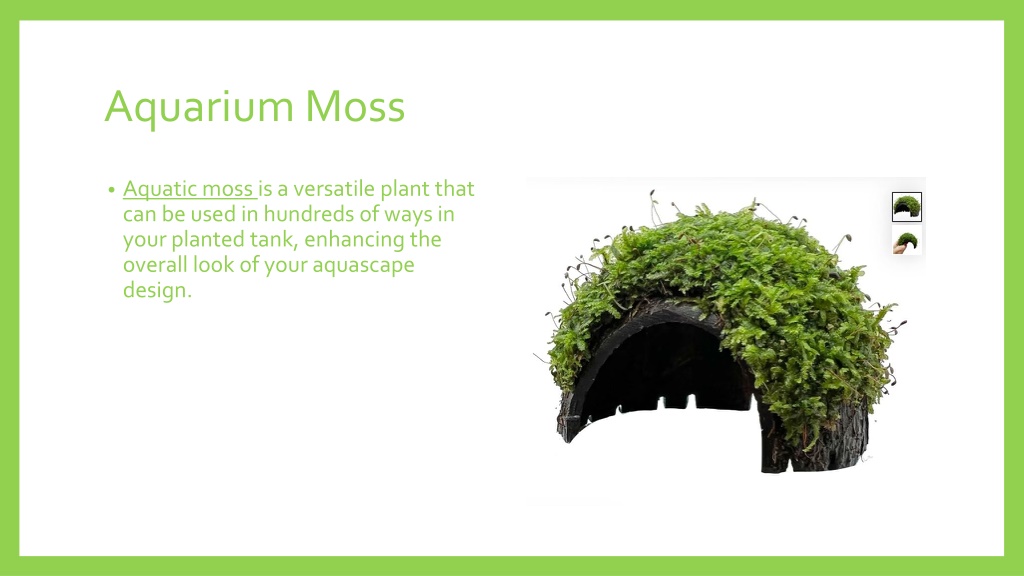 PPT Aquarium Plants Online UK PowerPoint Presentation, free download ID11810456