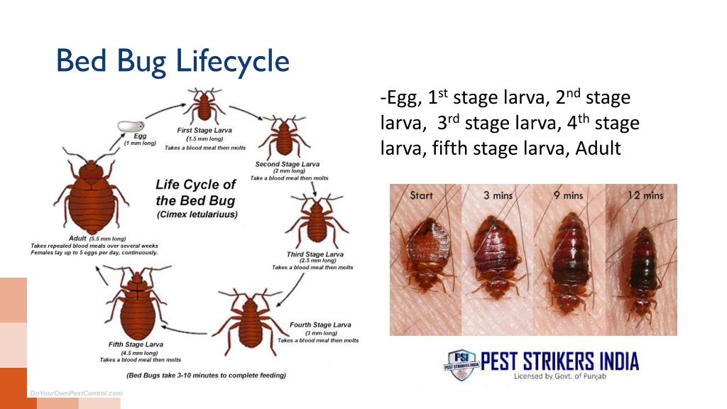 PPT - Bed Bugs Pest Control | Pest Strikers PowerPoint Presentation ...