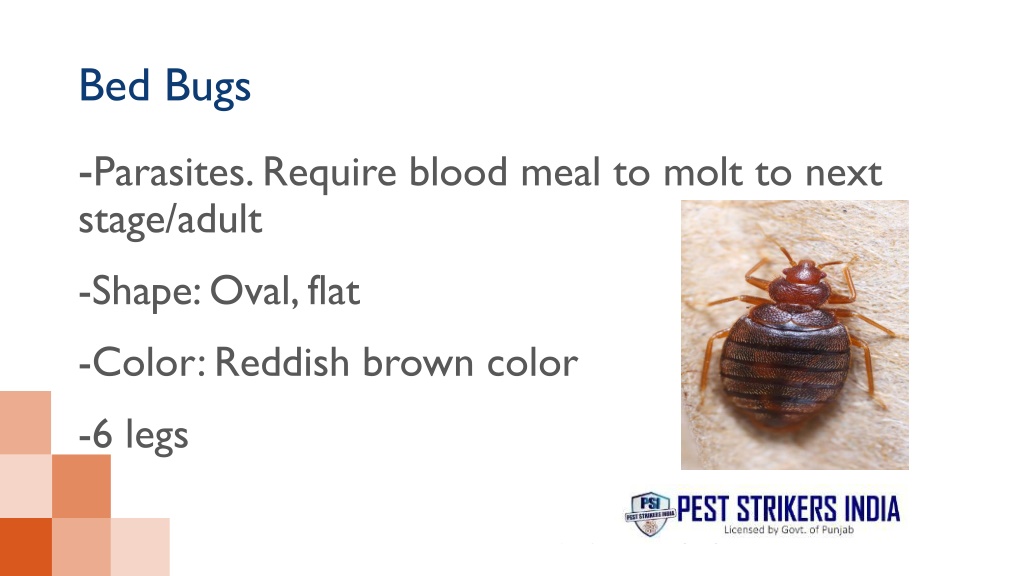 PPT Bed Bugs Pest Control Pest Strikers PowerPoint Presentation