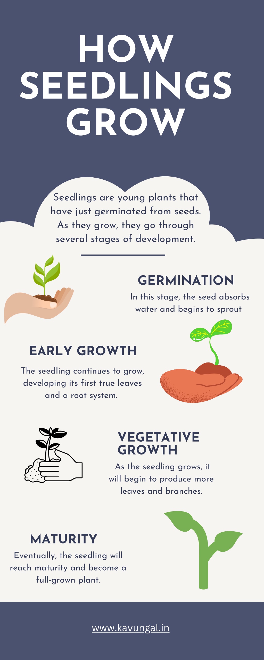 PPT - How Seedlings Grow PowerPoint Presentation, free download - ID ...