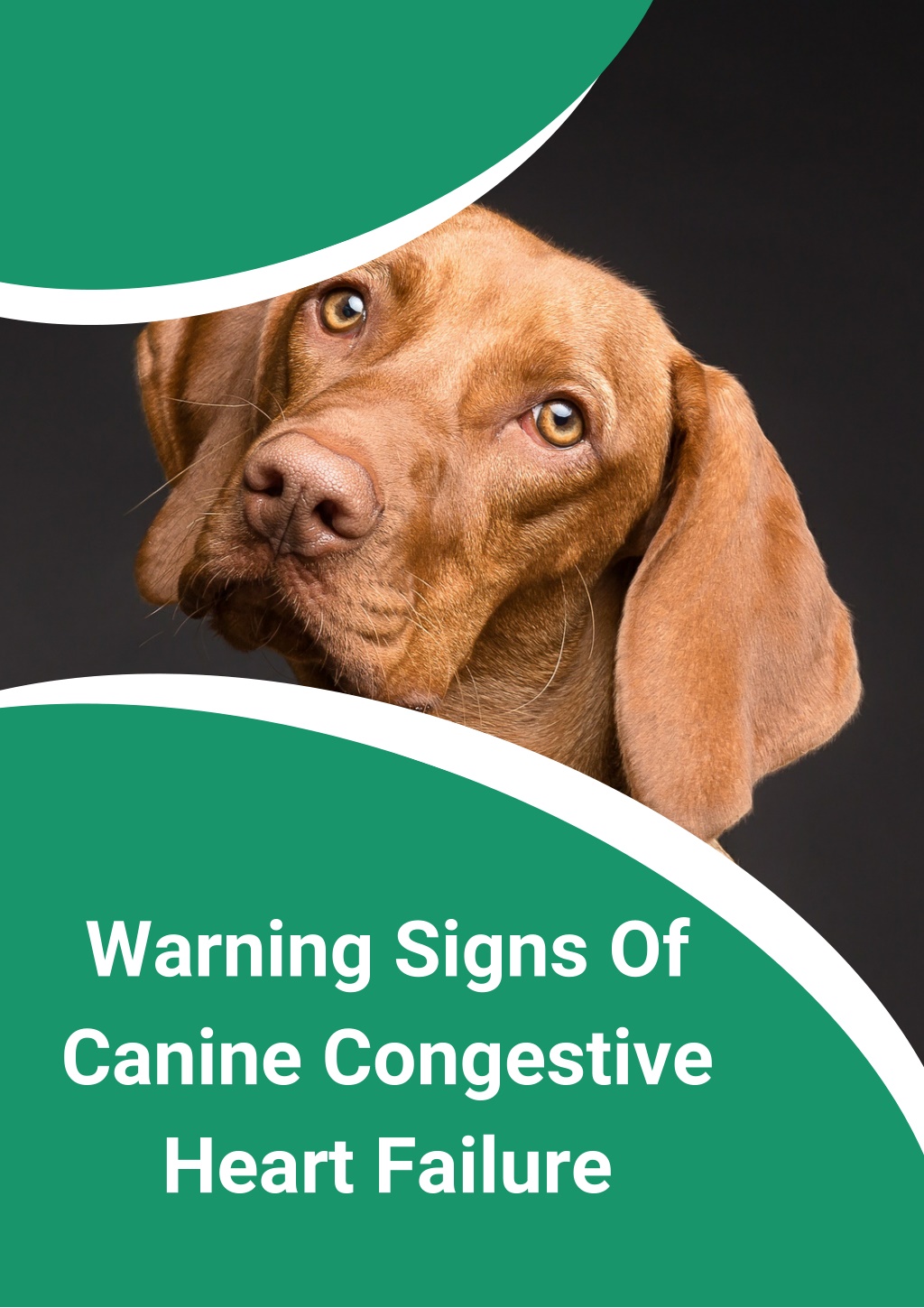 PPT - Warning Signs Of Canine Congestive Heart Failure PowerPoint ...