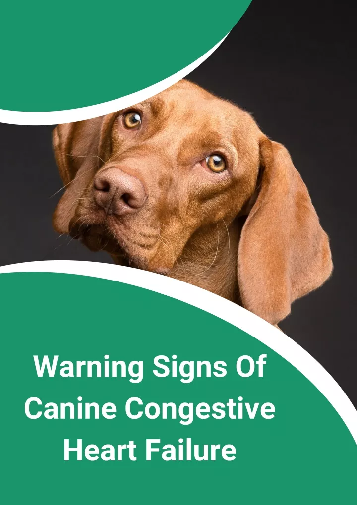 PPT Warning Signs Of Canine Congestive Heart Failure PowerPoint