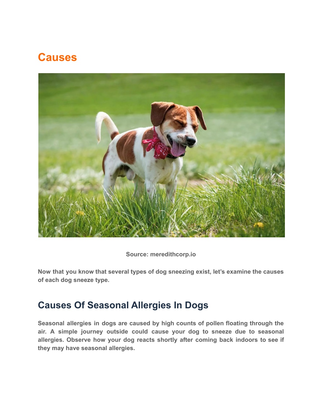 PPT Why Is My Dog Sneezing a Lot Causes, Symptoms & Treatment