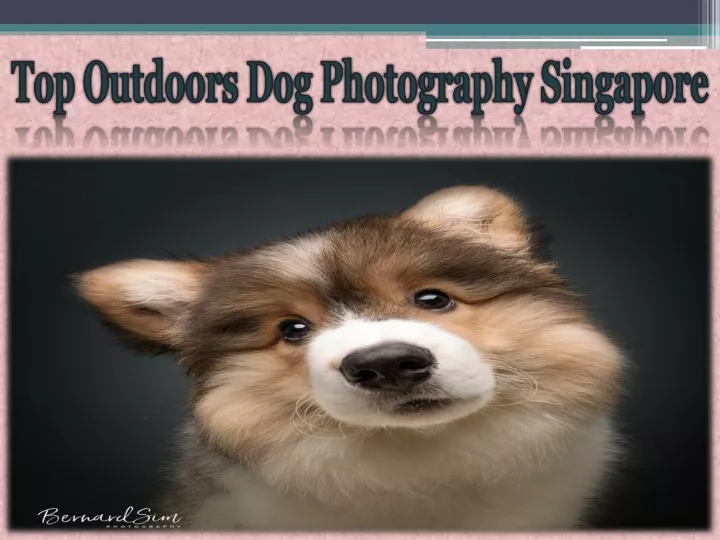 top outdoors dog photography singapore n.