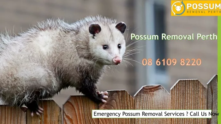 Ppt Possum Removal Perth Powerpoint Presentation Free Download Id 11841474