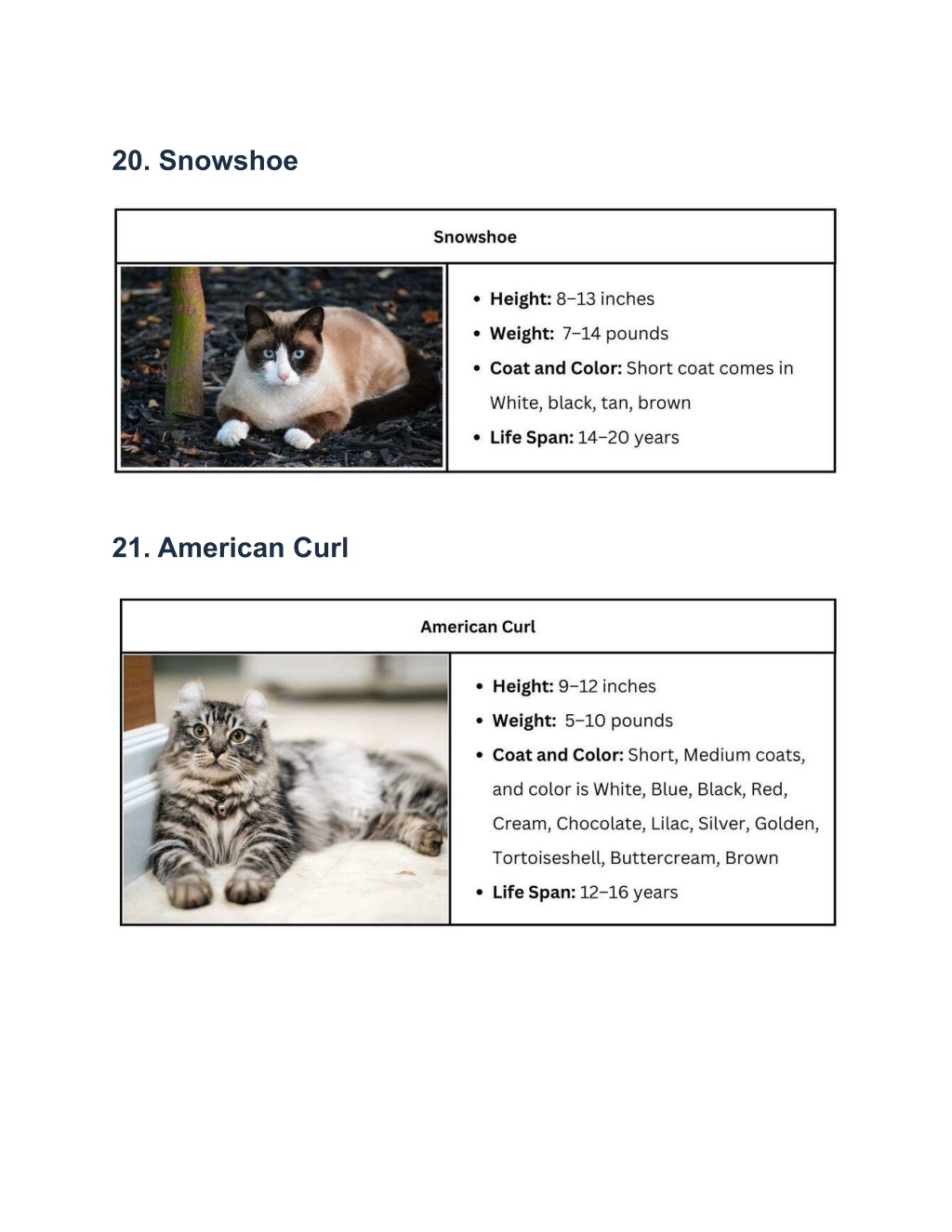 PPT - 20 Black And White Cat Breeds With A Variety Of Coat Patterns ...