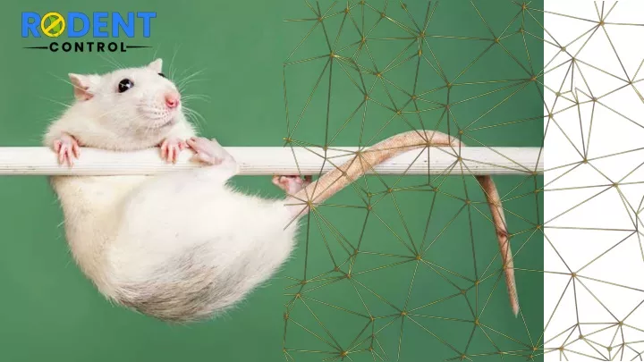 PPT - Rodent Control PowerPoint Presentation, free download - ID:11852502