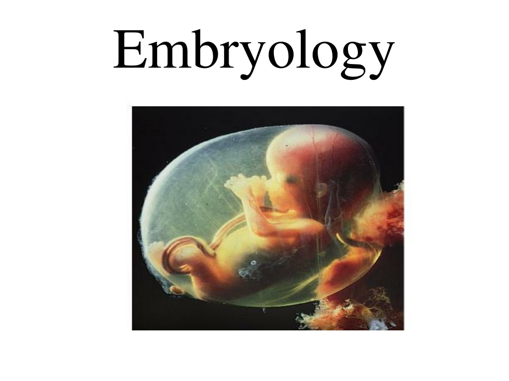 Ppt Embryology Powerpoint Presentation Free Download Id 11859694