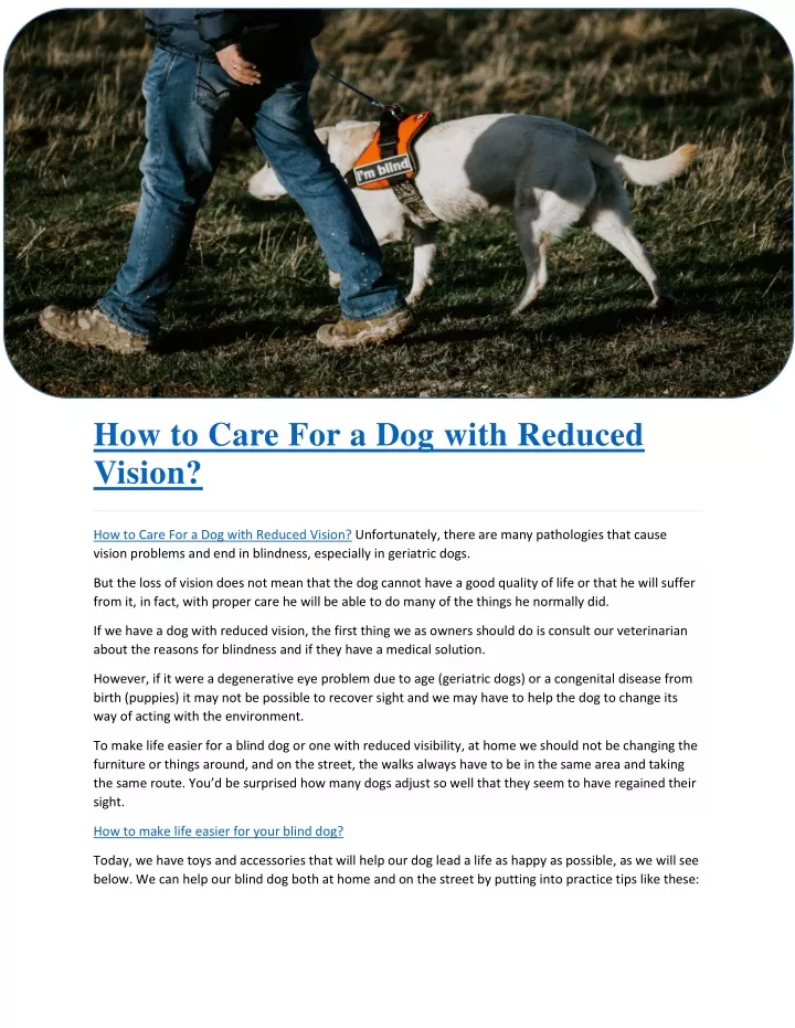 ppt-how-to-care-for-a-dog-with-reduced-vision-powerpoint