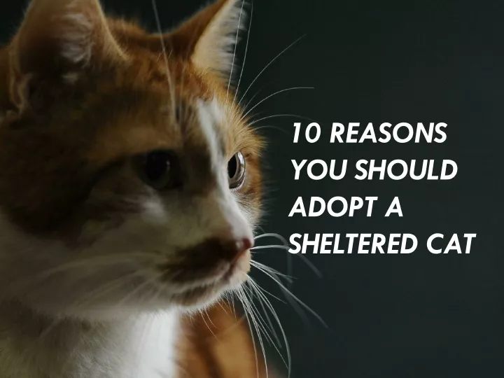 PPT - 10 Reasons You Should Adopt a Sheltered Cat PowerPoint ...