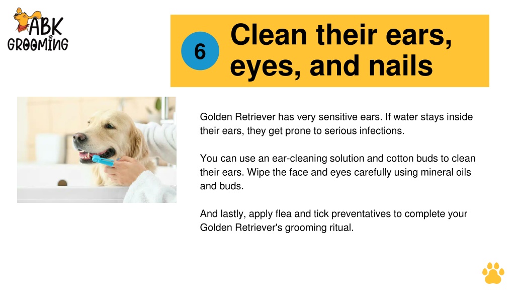 Golden Retriever Grooming: Ultimate Guide for a Healthy Dog - Petco