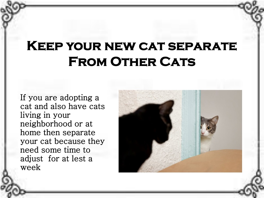 PPT How to Make a Cat Part of Your Family PowerPoint Presentation