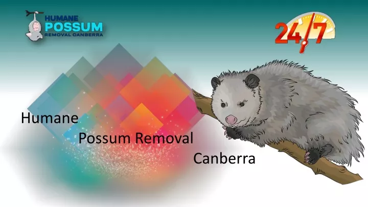 Ppt Humane Possum Removal Canberra Powerpoint Presentation Free Download Id 11863832