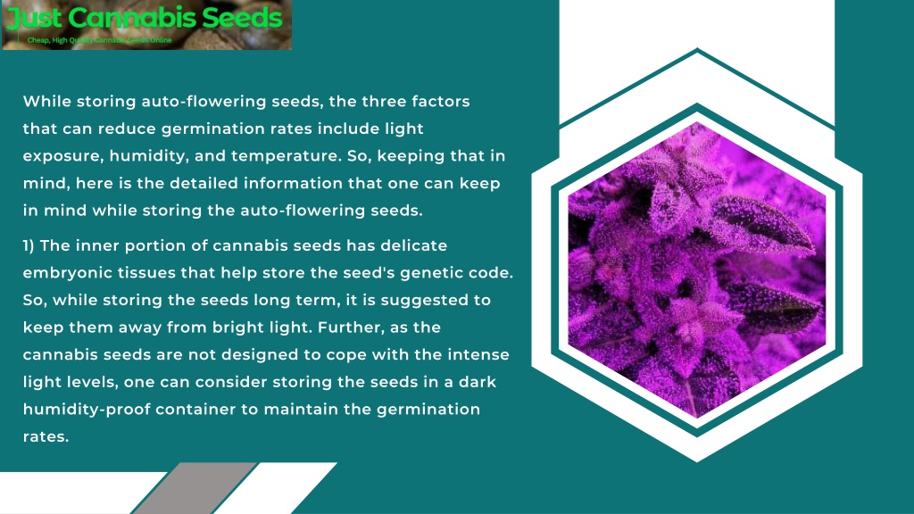 PPT HighQuality AutoFlowering Cannabis Seeds PowerPoint