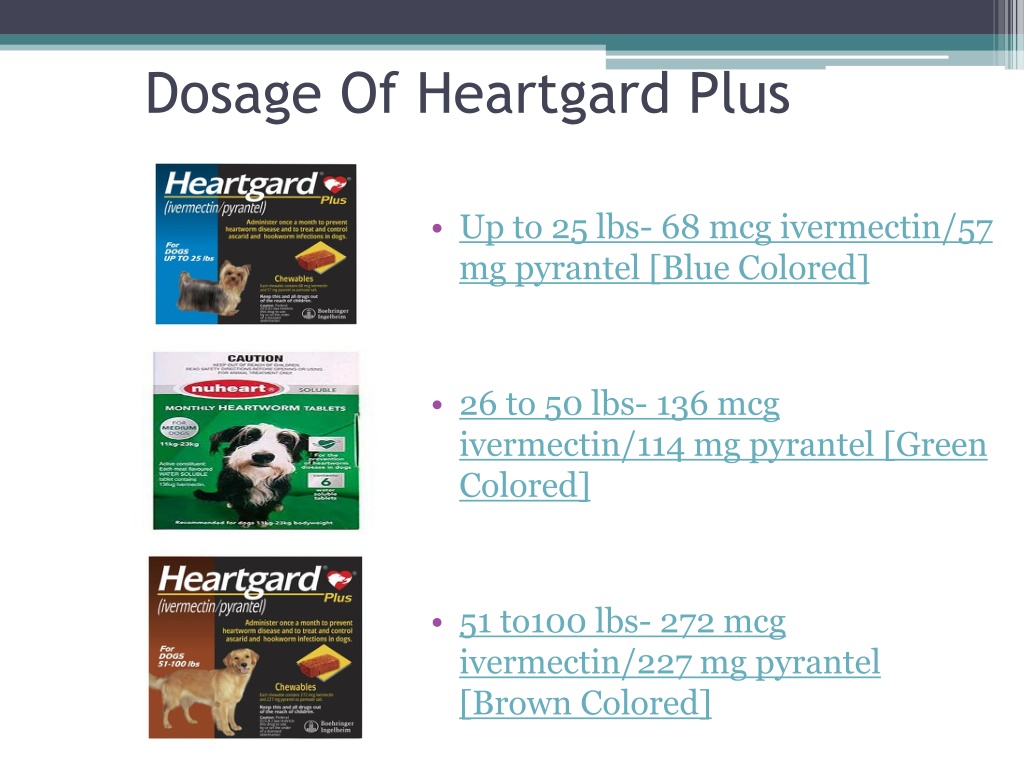 PPT Everything you need to know about Heartgard Plus PowerPoint