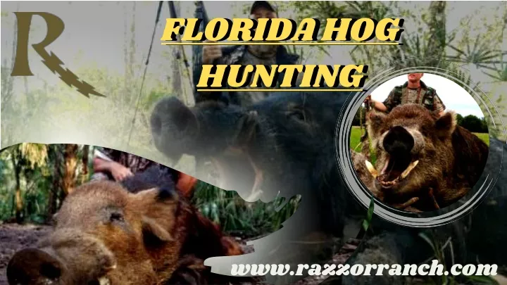 PPT Enjoy The Best Florida Hog Hunting Year Round With Razzor Ranch hog-hunting-africahunting