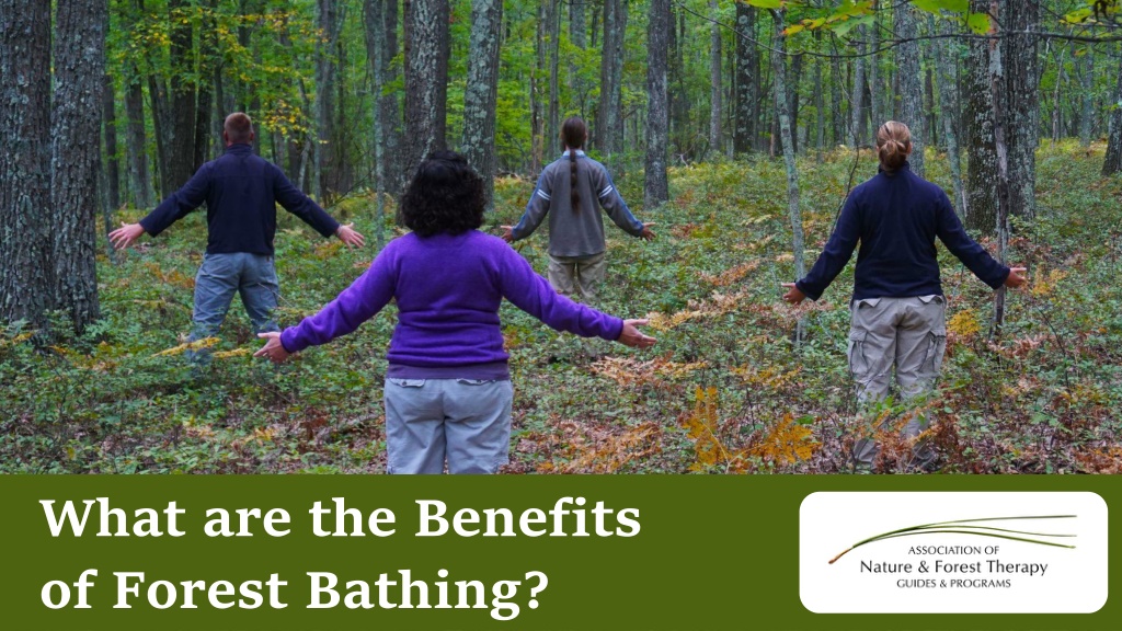 PPT - What Are The Advantages Of Taking A Forest Bath? PowerPoint ...